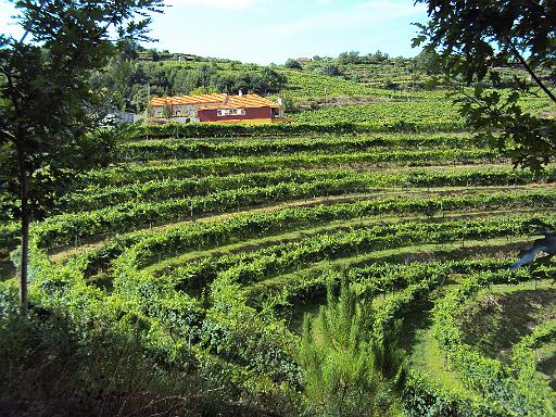 524- Quinta de vinho Alvarinho.JPG
